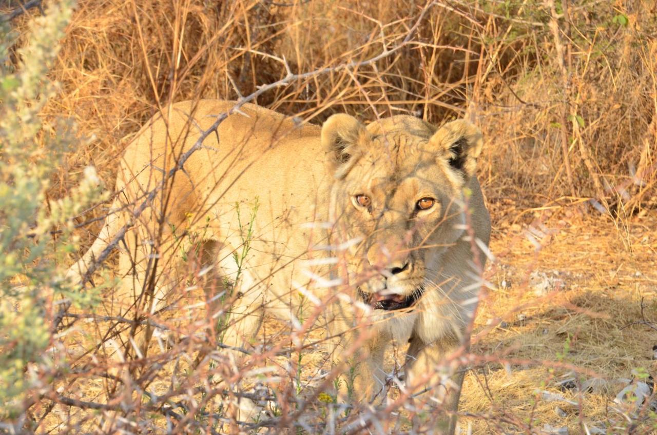 אוצ'יווארונגו Aloegrove Safari Lodge מראה חיצוני תמונה
