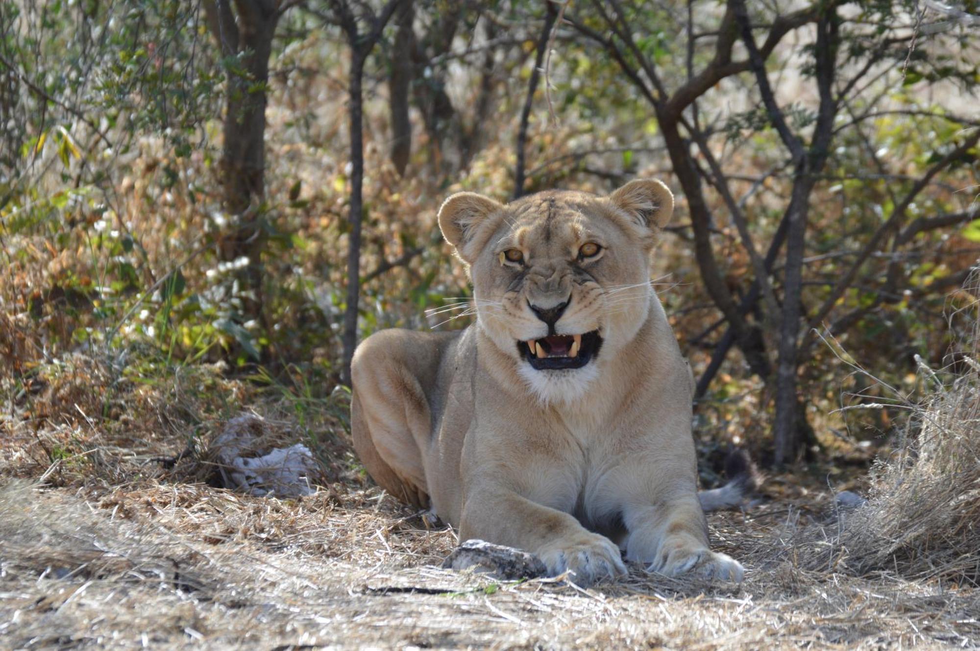אוצ'יווארונגו Aloegrove Safari Lodge מראה חיצוני תמונה