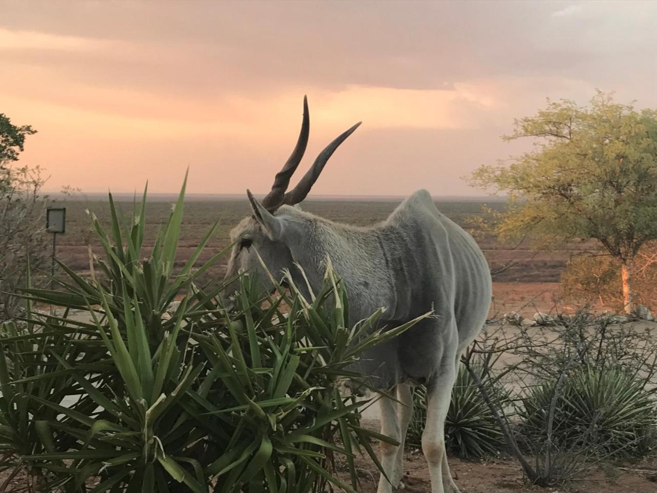 אוצ'יווארונגו Aloegrove Safari Lodge מראה חיצוני תמונה